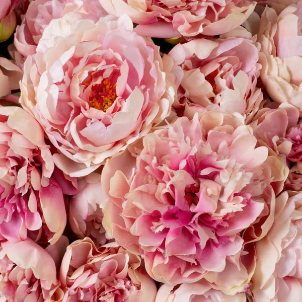 Bouquet of Soft Pink Peonies 48 pcs/2 varieties