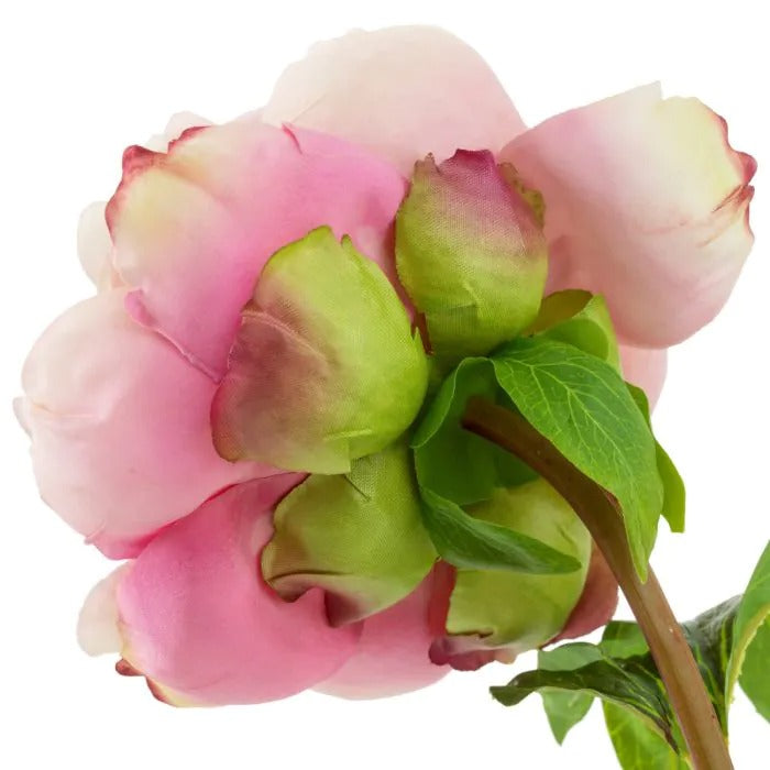 Bouquet of Soft Pink Peonies 48 pcs/2 varieties