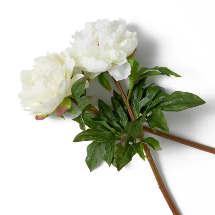 Bouquet of White Peonies 48 pcs/2 varieties