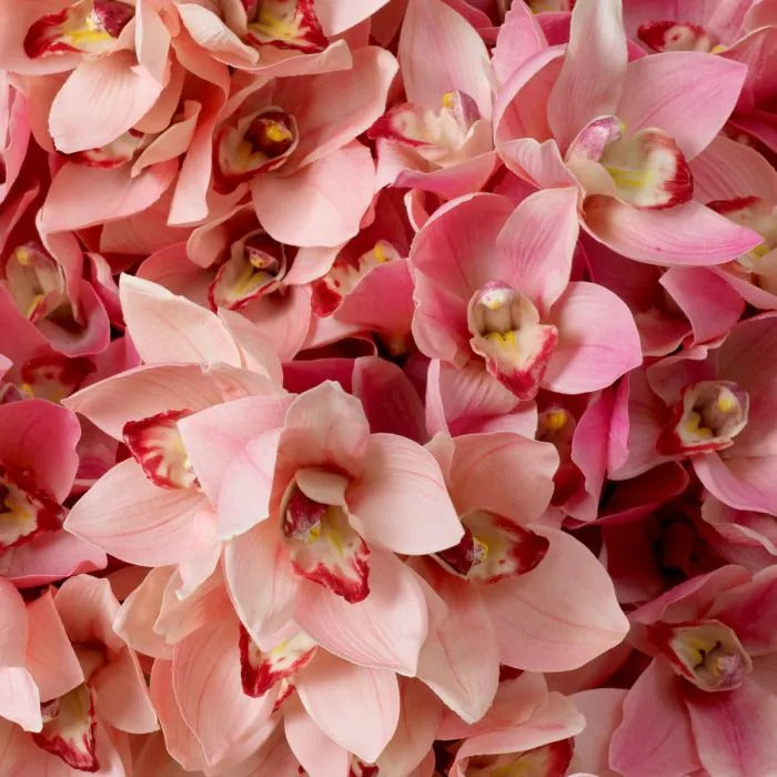 Bouquet of Peach and Pink Cymbidium Orchids 36 pcs