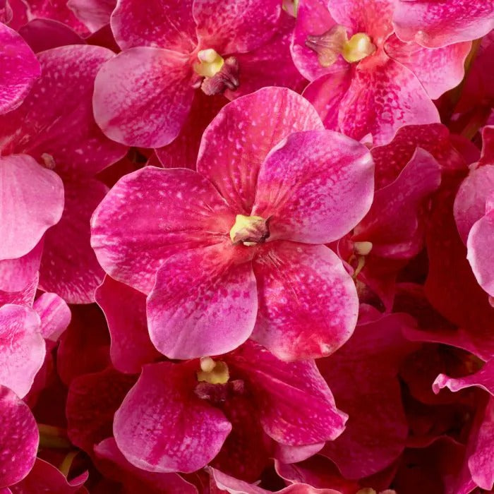 Bouquet of Pink Vanda Orchids 24 pcs