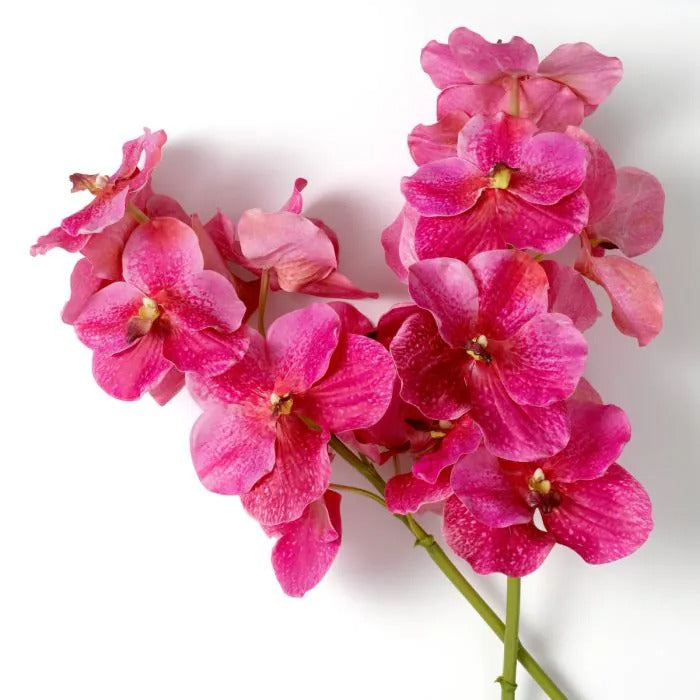 Bouquet of Pink Vanda Orchids 24 pcs