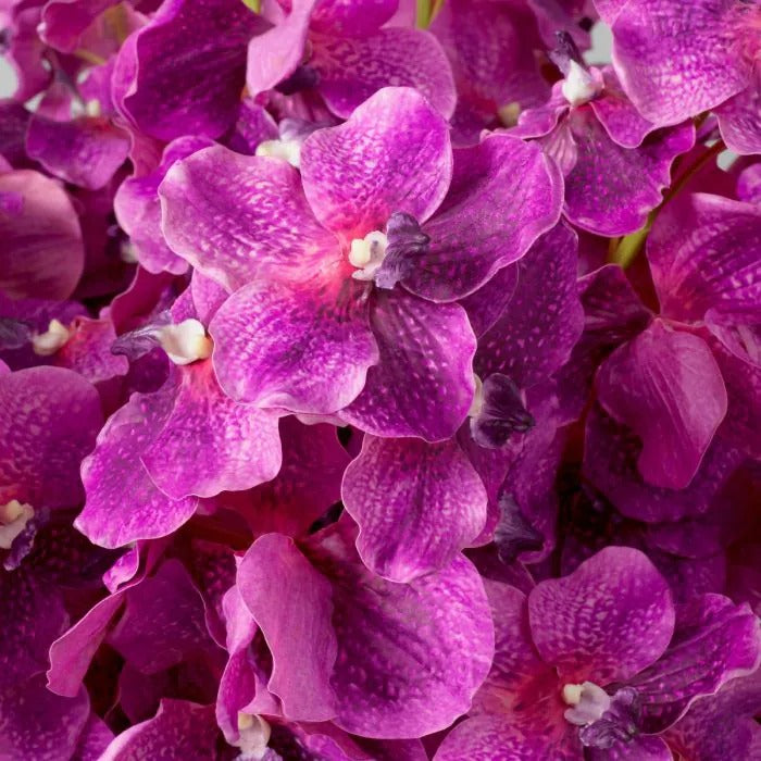 Bouquet of Fuchia Vanda Orchids 24 pcs