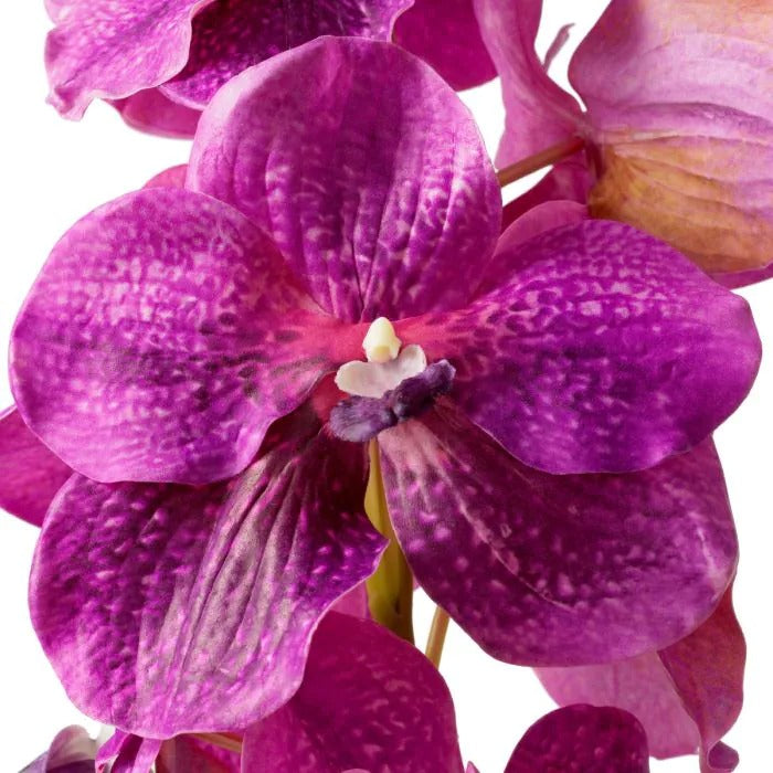 Bouquet of Fuchia Vanda Orchids 24 pcs