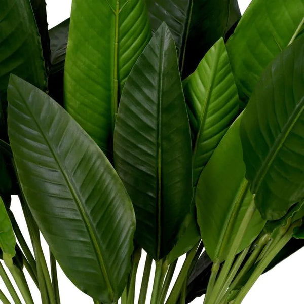 Bundle of Strelitzia leaves 36 pcs