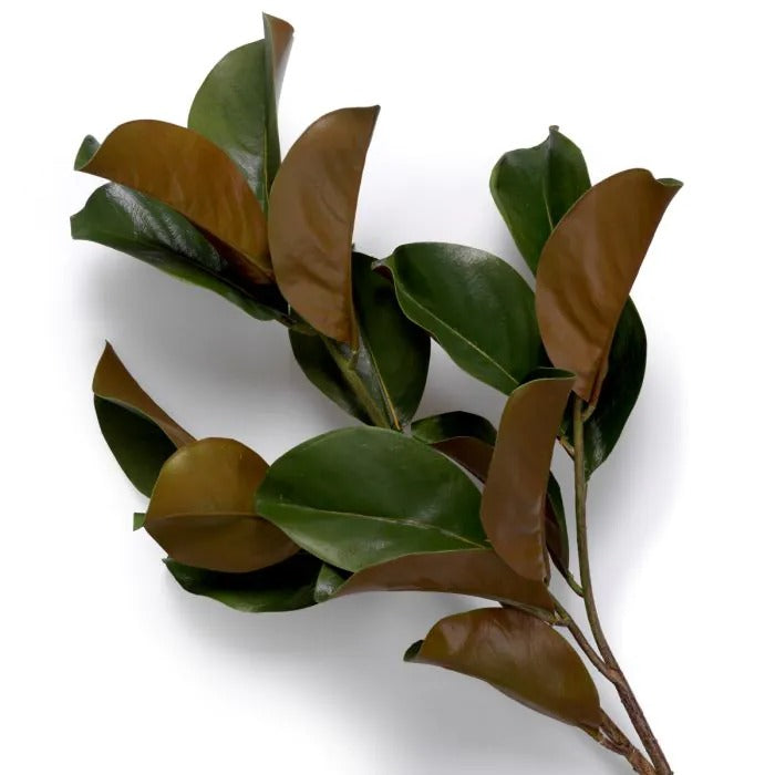 Bundle of Magnolia leaves 24 pcs