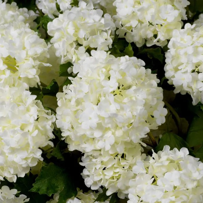 Bouquet of White Hydrangeas snowball 36 pcs