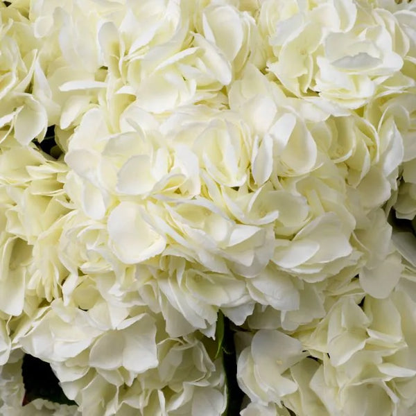 Bouquet of White Hydrangeas 48 pcs/2 varieties