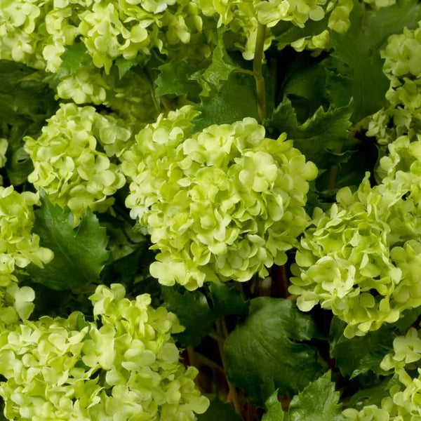 Bouquet of Green Hydrangeas snowball 36 pcs