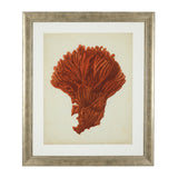 Prints Antique Red Corals Set Of 6