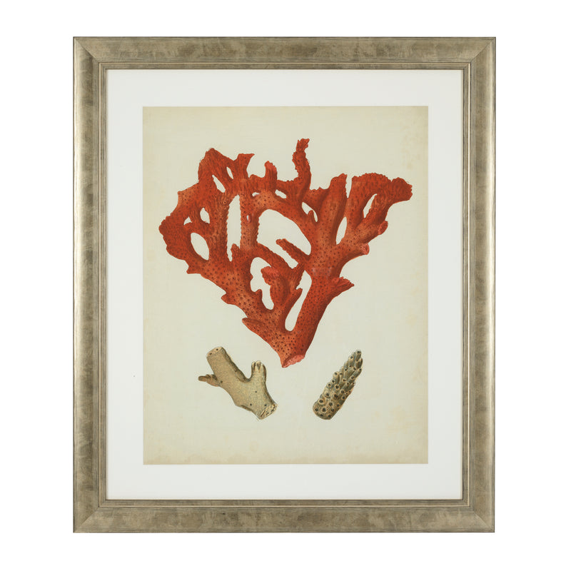 Prints Antique Red Corals Set Of 6